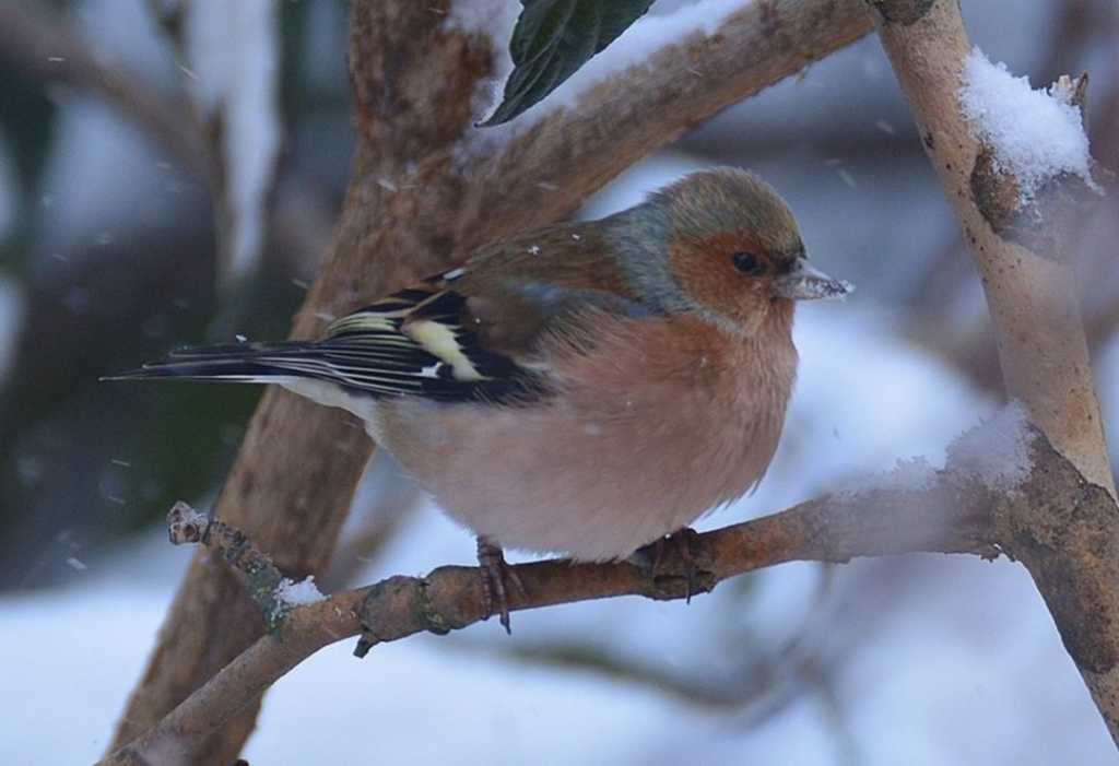 Animali selvatici in Molise: chi vive davvero nei nostri boschi?
