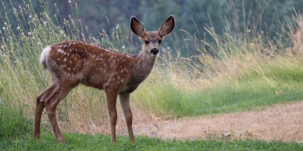Animali selvatici nel Molise: chi vive davvero nei boschi?