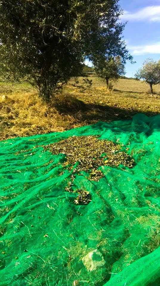 Odori e sapori fanno del nostro Molise una gioia
